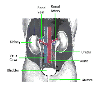 Physiology Lab: Pictures & Diagrams